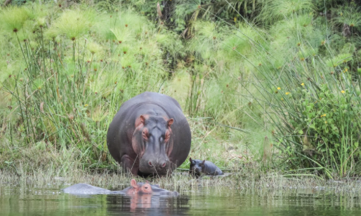 2DAYS –AKAGERA SAFARI