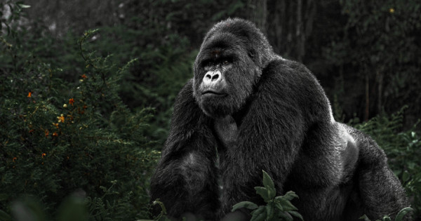 7 DAYS – RWANDA GORILLA SAFARI