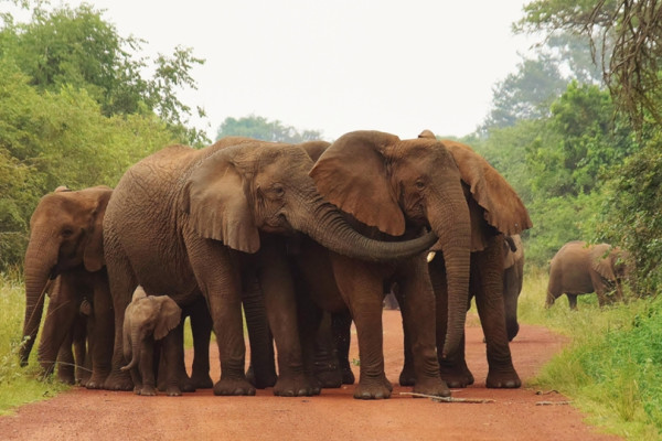 6 DAYS- AKAGERA AND VOLCANOES TOUR