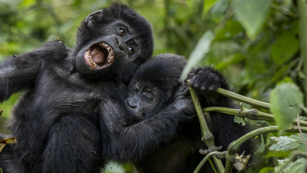 1 DAY - GORILLA TREKKING TOUR