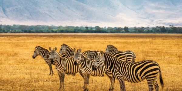 5 DAYS-       TANZANIA TOUR